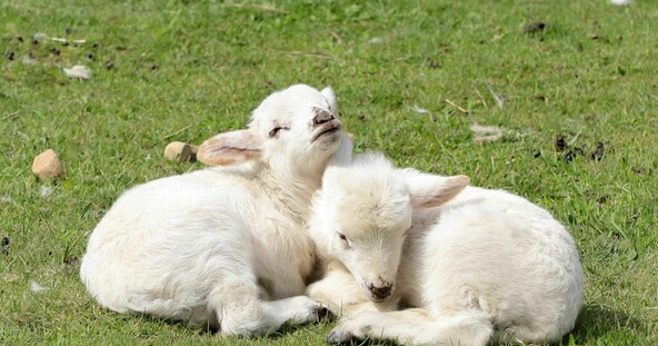 White baby lambs snuggle each other of green grass.