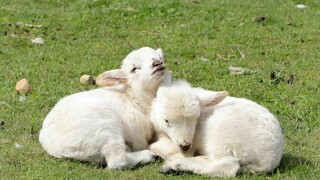 White baby lambs snuggle each other of green grass.
