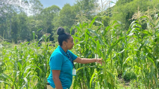 Museum Educator checks on growing corn at the Historic Patuxet Homesite.