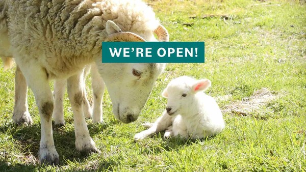 A mother sheep and baby lamb on green grass. Text: We're Open!