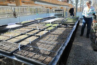 Plant starters table greenhouse