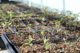 Plant starters greenhouse