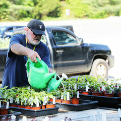 Plant sale volunteer watering