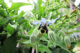Bee borage english village garden