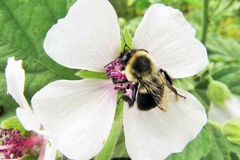 Bee garden english village