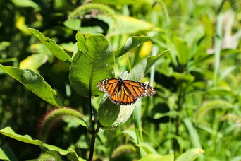Butterfly monarch homesite patuxet
