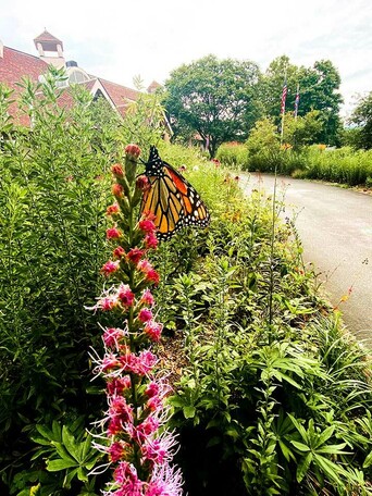 Butterfly monarch visitors center garden