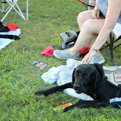 Service dog indigenous voices series concert