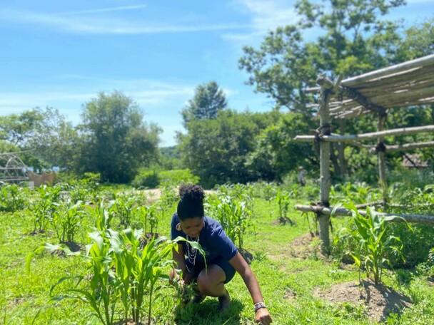 Historic patuxet corn growing educator