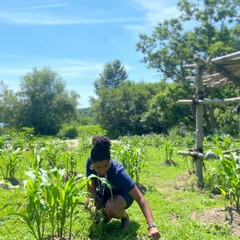 Historic patuxet corn growing educator