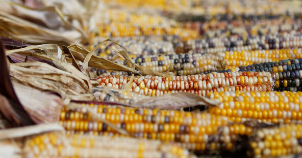 Corn program plimoth patuxet