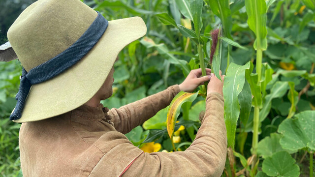 Pilgrim man wearing a tan hat and light brown coat checks on corn growing in a green field.