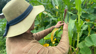 Pilgrim man wearing a tan hat and light brown coat checks on corn growing in a green field.