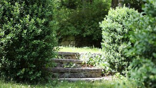 Grey stone steps in a green garden