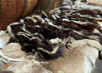 Wetu interior with furs