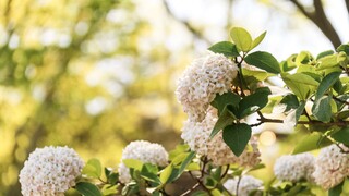 white hydrangea bush