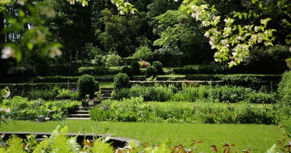 Lush green garden