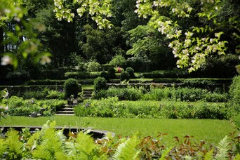 Lush green garden