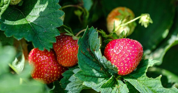 Strawberry