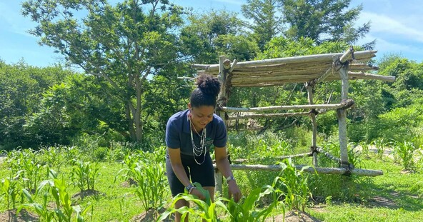 Museum educator tends to growing corn on planting field