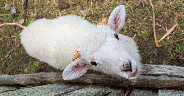 White baby lamb behind a grey fence