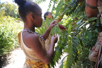 children in regalia gather sumac