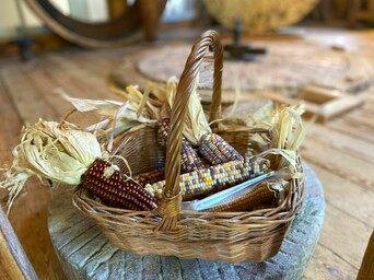 Basket of dried heritage corn on mill floor