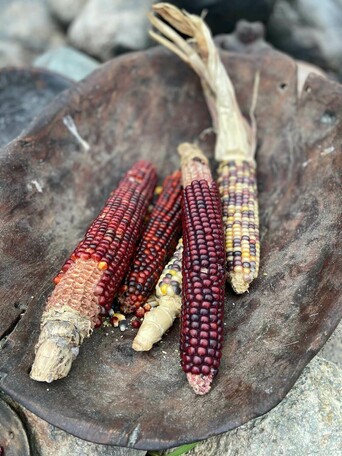 Multicolored corn in a wooden bowl