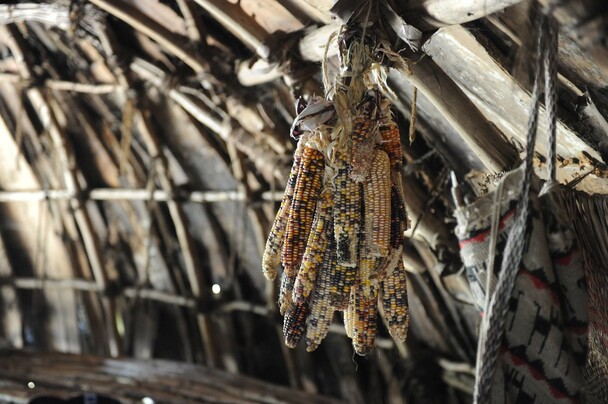 Dried corn hanging from the walls of a wetu