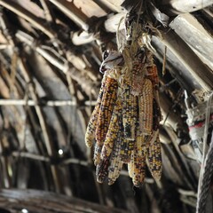 Dried corn hanging from the walls of a wetu