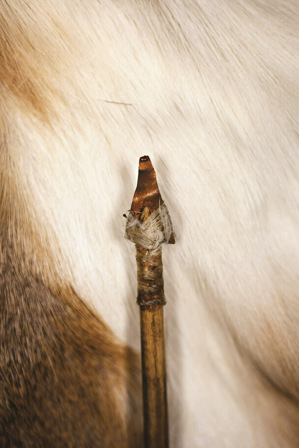 An arrow with a brass point laid on fur