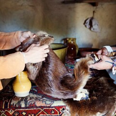 A Wampanoag man and a Pilgrim man each hold one end of a fur pelt. They stand on opposites sides of a table strewn with additional trade items.