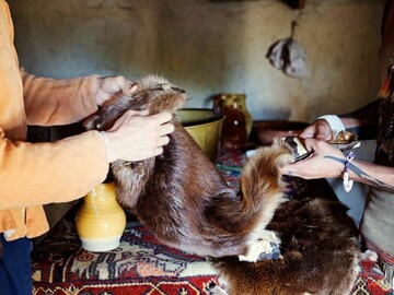 A Wampanoag man and Pilgrim man inspect a fur pelt for trade