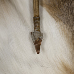 arrowpoint laid on fur