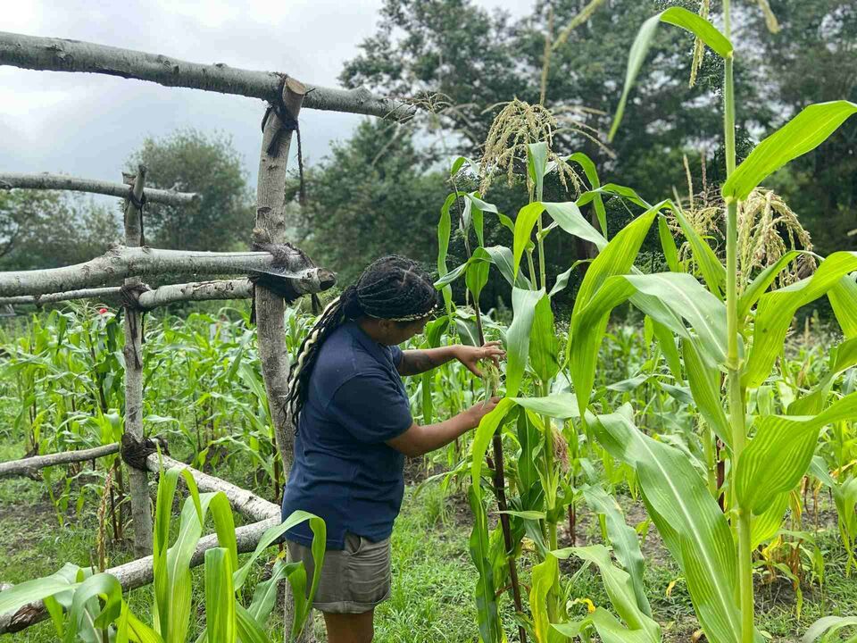 Woman looking at growing corn