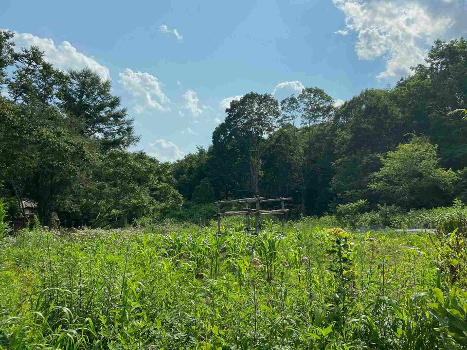 Corn field with watch tower
