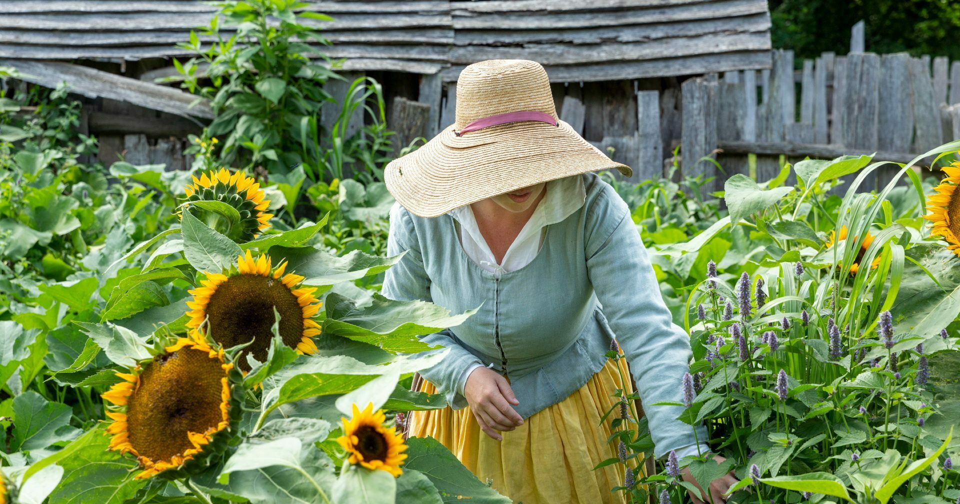 Pilgrim in garden with sunflower