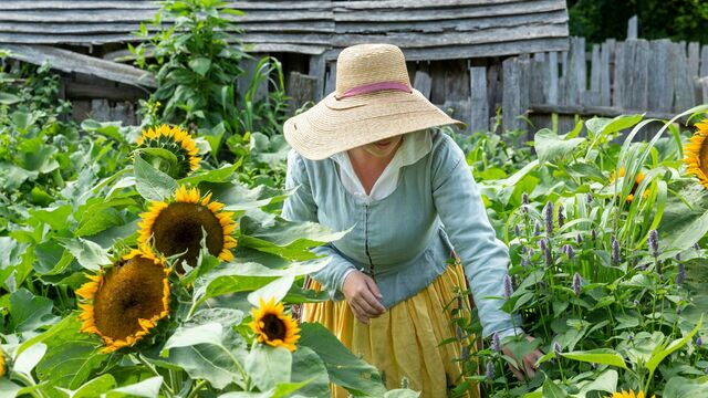 Pilgrim in garden with sunflower