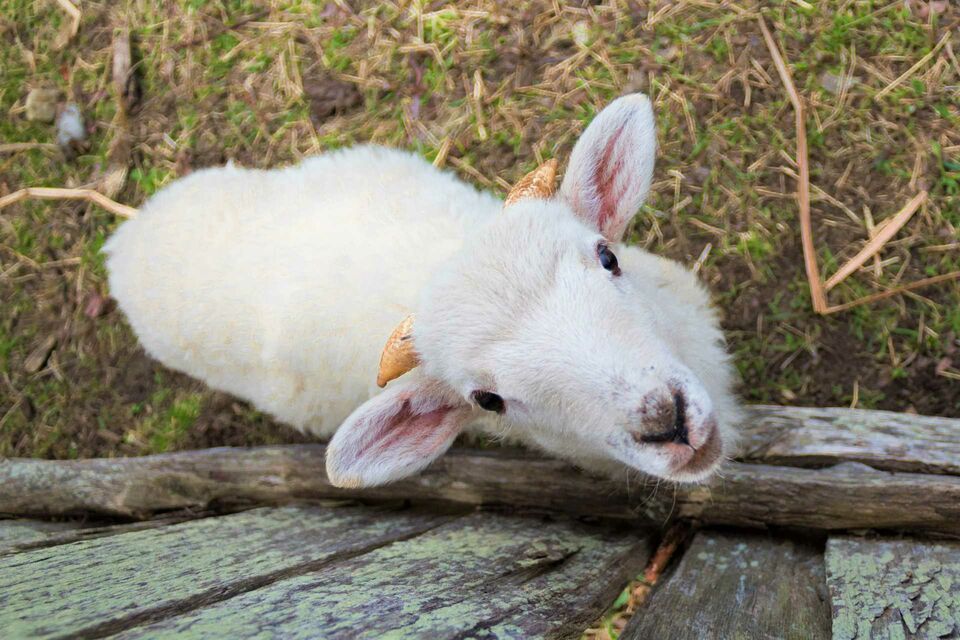 Baby lamb behind an enclosure looking up at the viewer